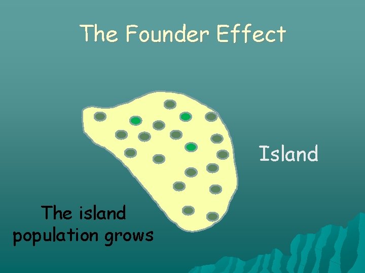 The Founder Effect Island The island population grows 