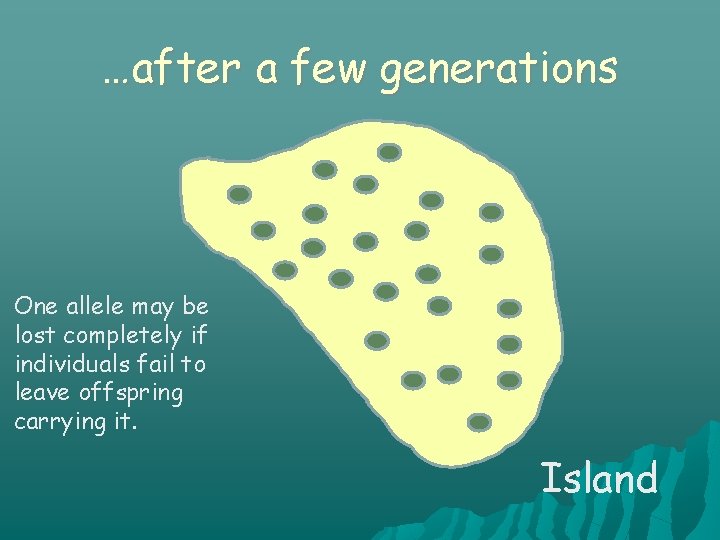 …after a few generations One allele may be lost completely if individuals fail to
