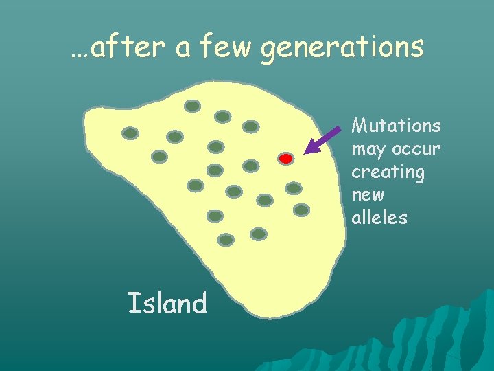 …after a few generations Mutations may occur creating new alleles Island 