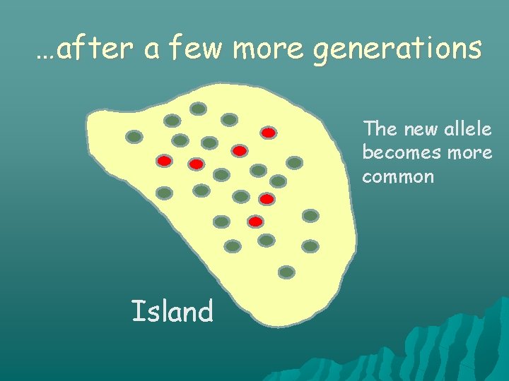 …after a few more generations The new allele becomes more common Island 