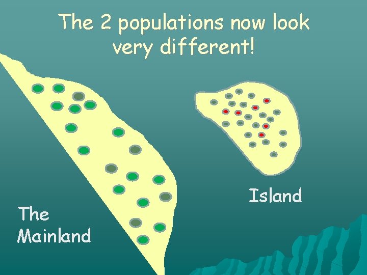 The 2 populations now look very different! The Mainland Island 