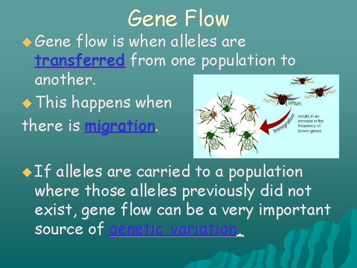  Gene Flow flow is when alleles are transferred from one population to another.