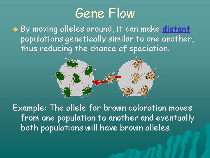 Gene Flow By moving alleles around, it can make distant populations genetically similar to