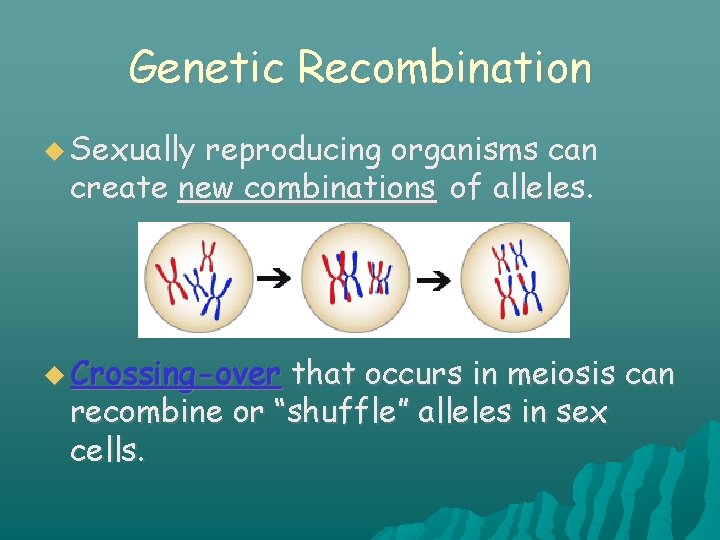 Genetic Recombination Sexually reproducing organisms can create new combinations of alleles. Crossing-over that occurs