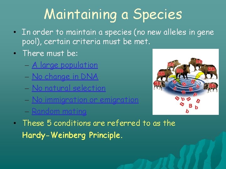 Maintaining a Species • In order to maintain a species (no new alleles in