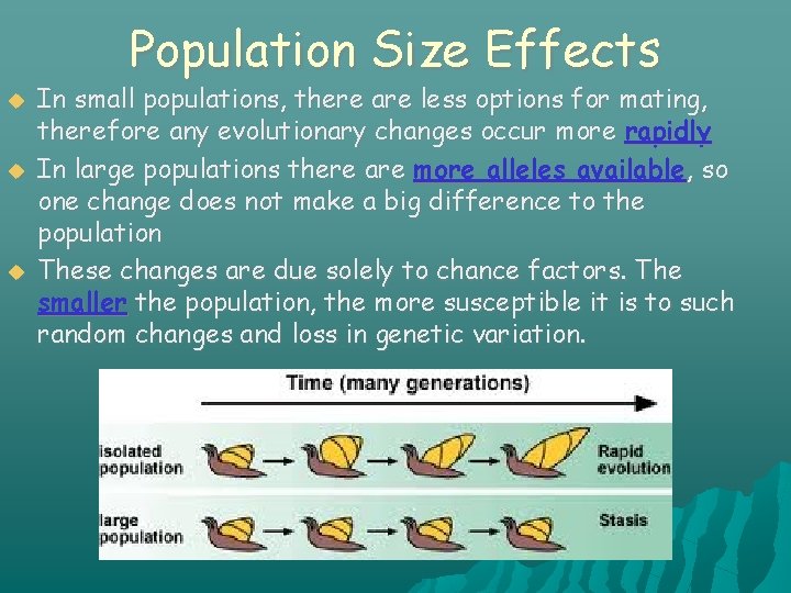 Population Size Effects In small populations, there are less options for mating, therefore any