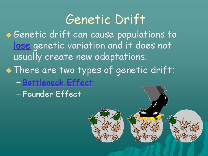  Genetic Drift drift can cause populations to lose genetic variation and it does