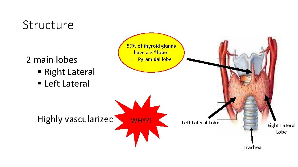 Structure 2 main lobes § Right Lateral § Left Lateral Highly vascularized 50% of