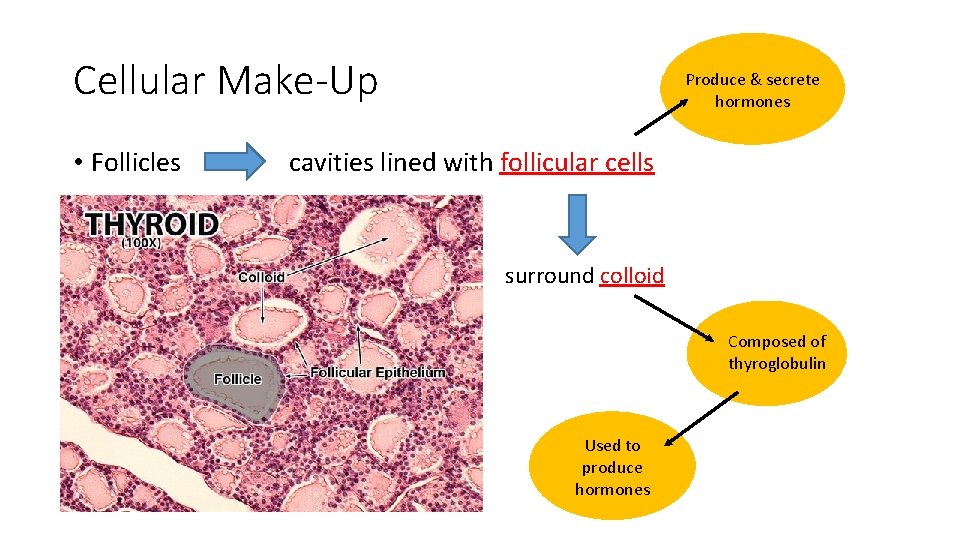 Cellular Make-Up • Follicles Produce & secrete hormones cavities lined with follicular cells surround