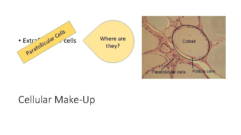 lls e C r a l • Extrafollicular cells u c i ll o