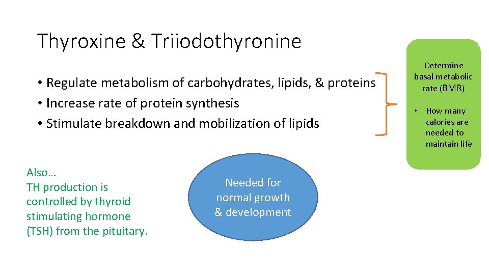 Thyroxine & Triiodothyronine • Regulate metabolism of carbohydrates, lipids, & proteins • Increase rate