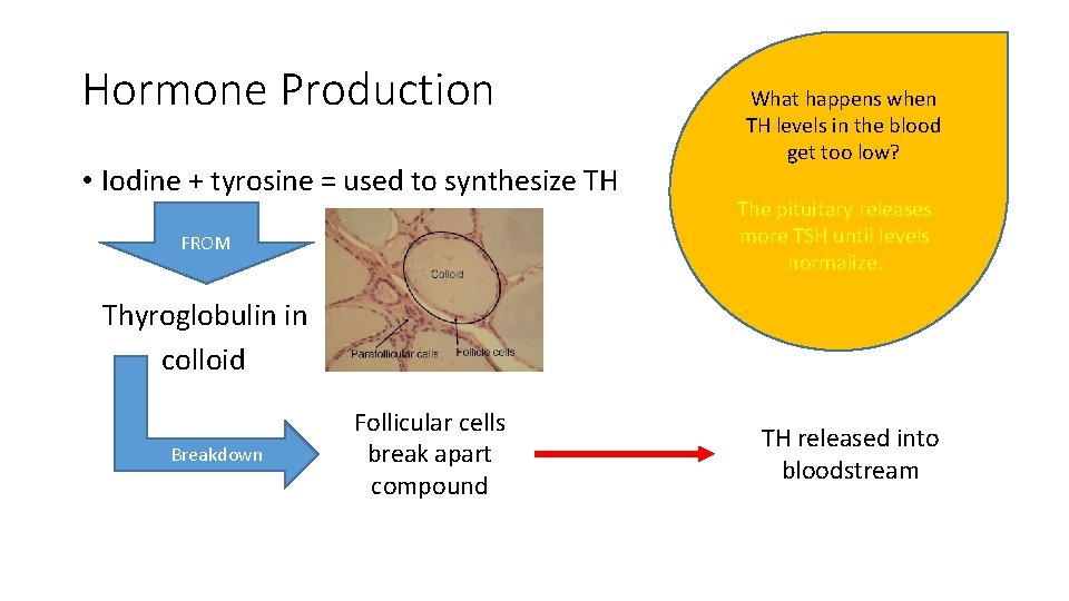 Hormone Production • Iodine + tyrosine = used to synthesize TH FROM What happens