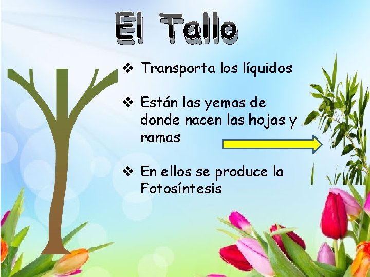 El Tallo v Transporta los líquidos v Están las yemas de donde nacen las