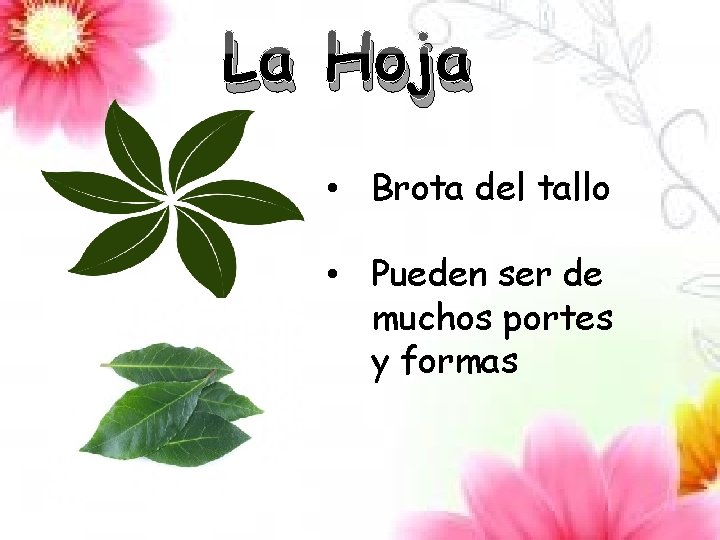 La Hoja • Brota del tallo • Pueden ser de muchos portes y formas