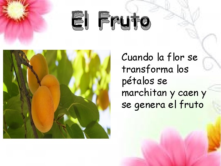El Fruto Cuando la flor se transforma los pétalos se marchitan y caen y