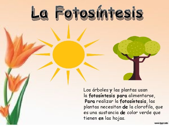 La Fotosíntesis Los árboles y las plantas usan la fotosíntesis para alimentarse, Para realizar