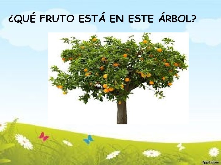 ¿QUÉ FRUTO ESTÁ EN ESTE ÁRBOL? 