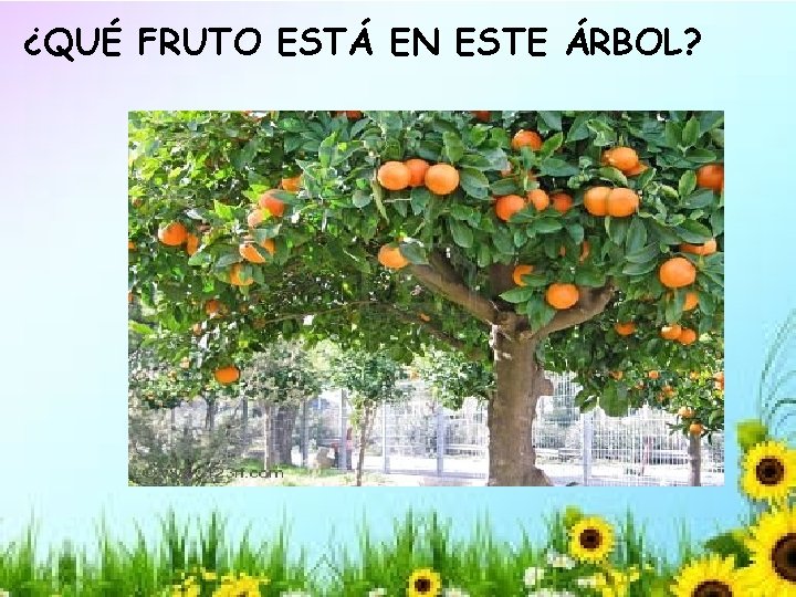 ¿QUÉ FRUTO ESTÁ EN ESTE ÁRBOL? 