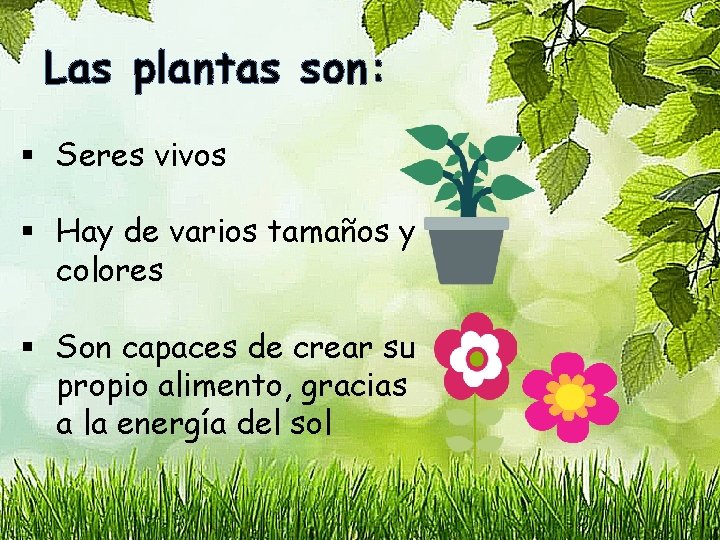 Las plantas son: § Seres vivos § Hay de varios tamaños y colores §