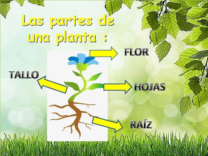 Las partes de una planta : TALLO FLOR HOJAS RAÍZ 