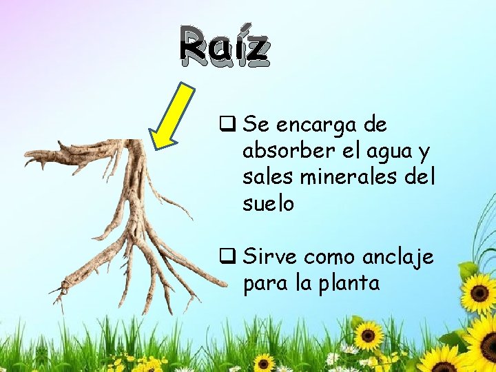 Raíz q Se encarga de absorber el agua y sales minerales del suelo q