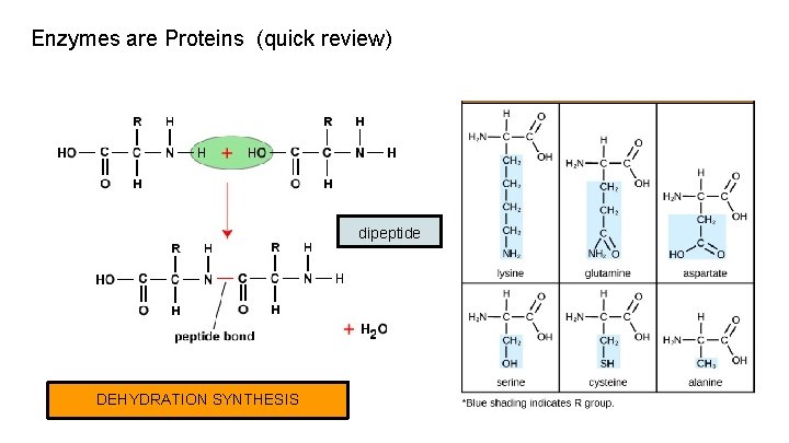 Enzymes are Proteins (quick review) dipeptide DEHYDRATION SYNTHESIS 