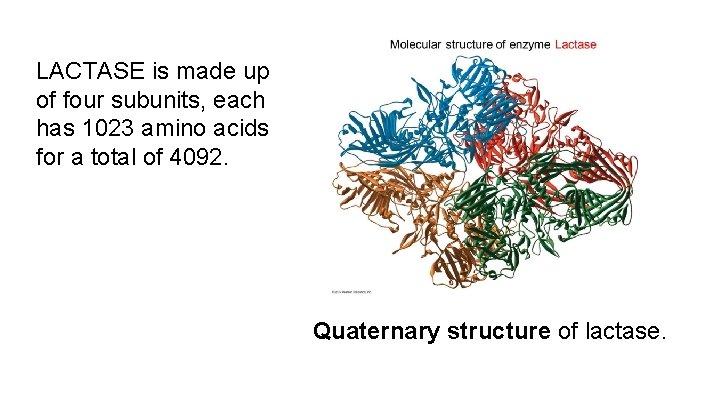 LACTASE is made up of four subunits, each has 1023 amino acids for a