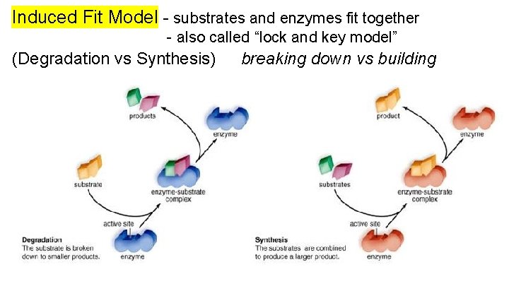 Induced Fit Model - substrates and enzymes fit together - also called “lock and