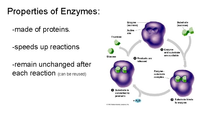 Properties of Enzymes: -made of proteins. -speeds up reactions -remain unchanged after each reaction
