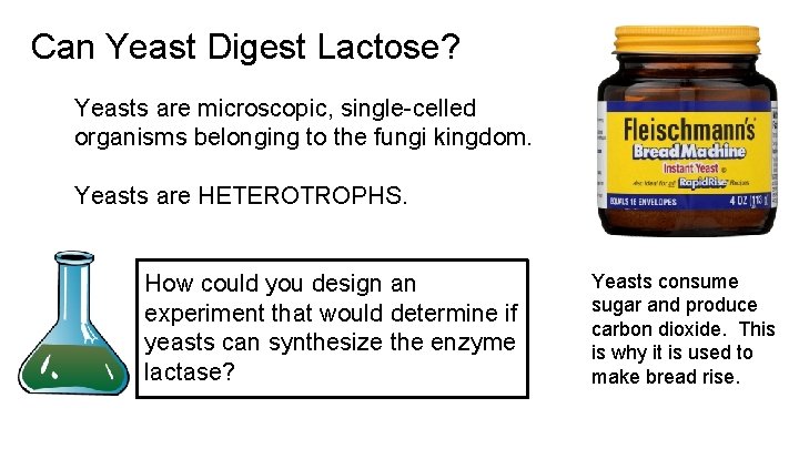 Can Yeast Digest Lactose? Yeasts are microscopic, single-celled organisms belonging to the fungi kingdom.