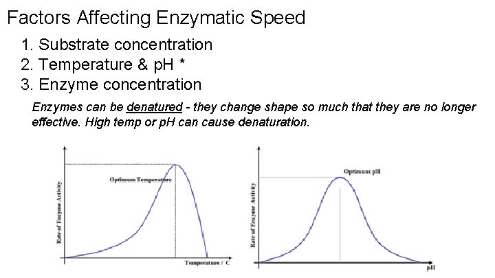 Factors Affecting Enzymatic Speed 1. Substrate concentration 2. Temperature & p. H * 3.