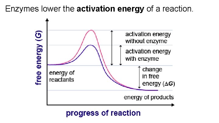 Enzymes lower the activation energy of a reaction. 