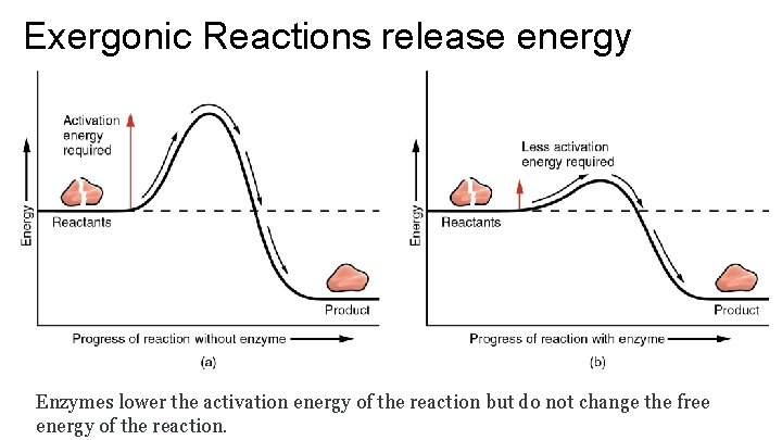Exergonic Reactions release energy Enzymes lower the activation energy of the reaction but do