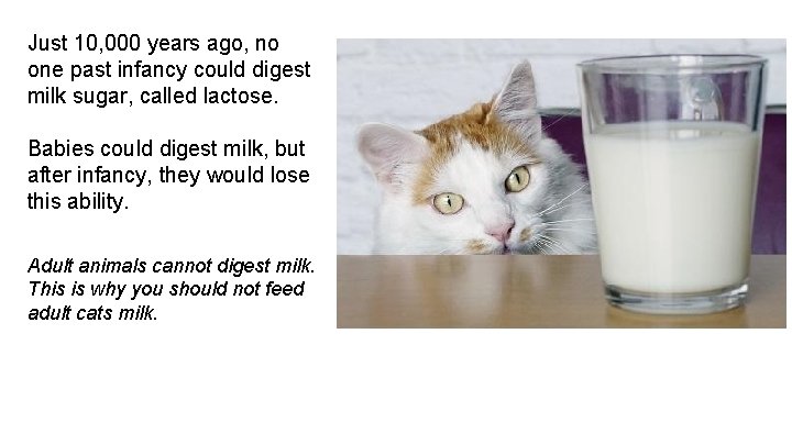Just 10, 000 years ago, no one past infancy could digest milk sugar, called