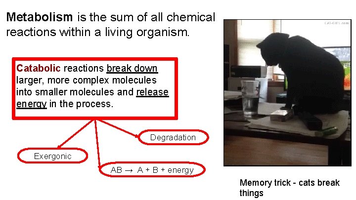 Metabolism is the sum of all chemical reactions within a living organism. Catabolic reactions