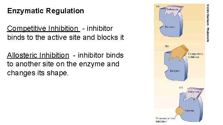 Enzymatic Regulation Competitive Inhibition - inhibitor binds to the active site and blocks it
