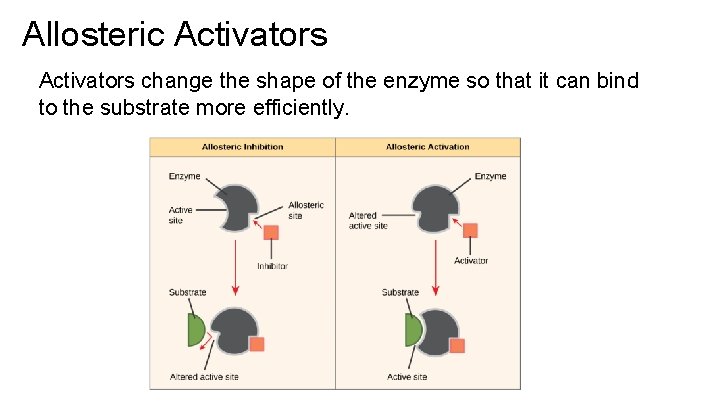 Allosteric Activators change the shape of the enzyme so that it can bind to