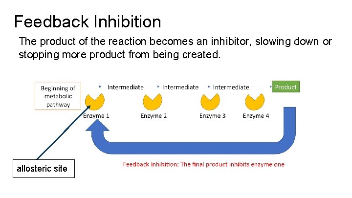 Feedback Inhibition The product of the reaction becomes an inhibitor, slowing down or stopping