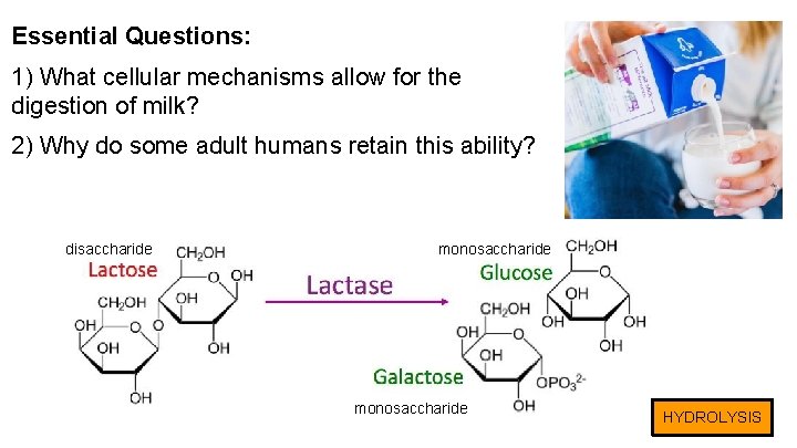 Essential Questions: 1) What cellular mechanisms allow for the digestion of milk? 2) Why