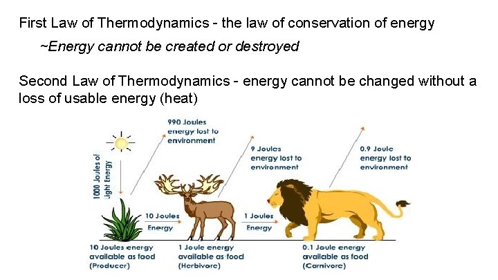 First Law of Thermodynamics - the law of conservation of energy ~Energy cannot be