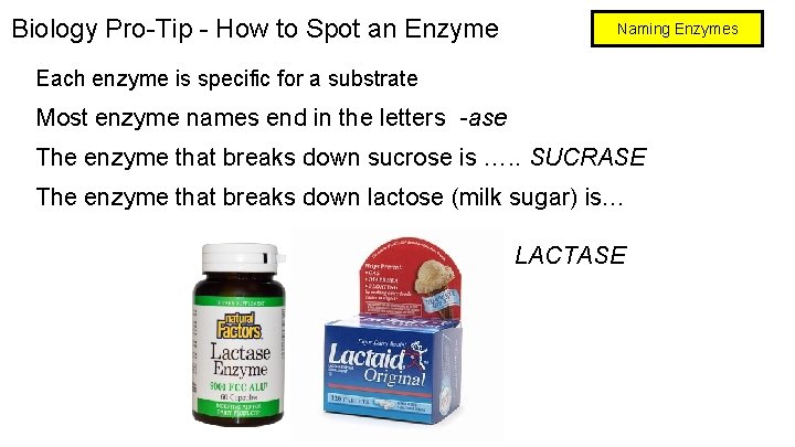 Biology Pro-Tip - How to Spot an Enzyme Naming Enzymes Each enzyme is specific