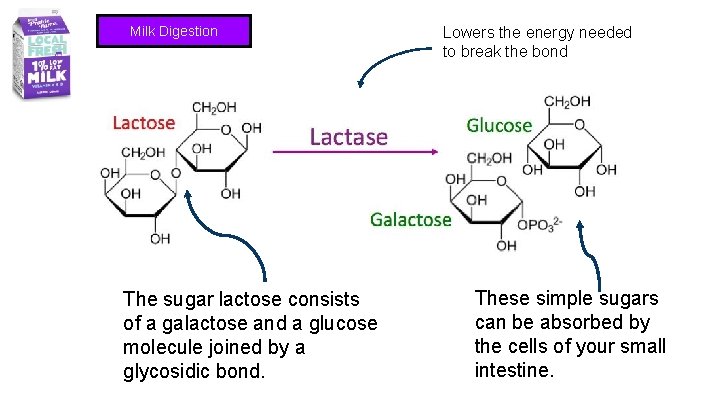 Milk Digestion The sugar lactose consists of a galactose and a glucose molecule joined