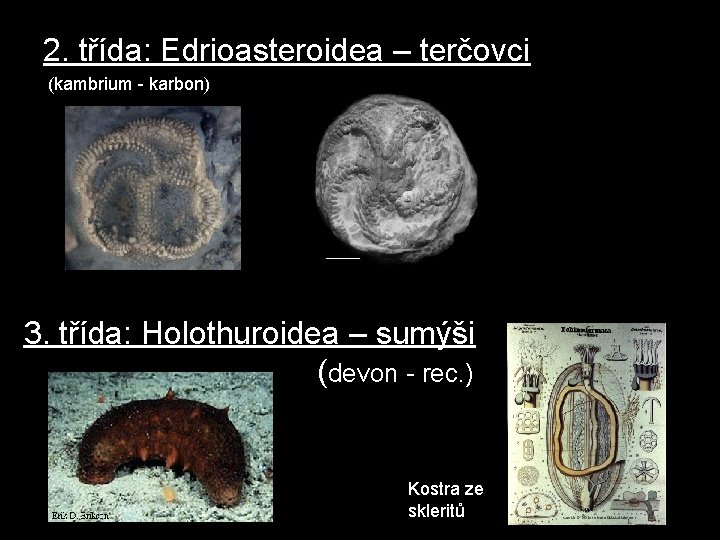 2. třída: Edrioasteroidea – terčovci (kambrium - karbon) 3. třída: Holothuroidea – sumýši (devon