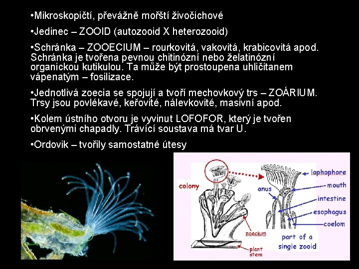  • Mikroskopičtí, převážně mořští živočichové • Jedinec – ZOOID (autozooid X heterozooid) •