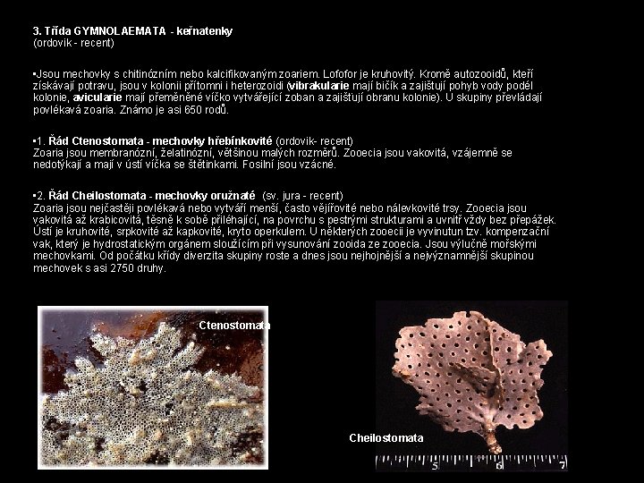 3. Třída GYMNOLAEMATA - keřnatenky (ordovik - recent) • Jsou mechovky s chitinózním nebo