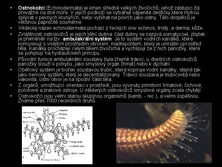  • • Ostnokožci (Echinodermata) je kmen středně velkých živočichů, jehož zástupci žijí převážně