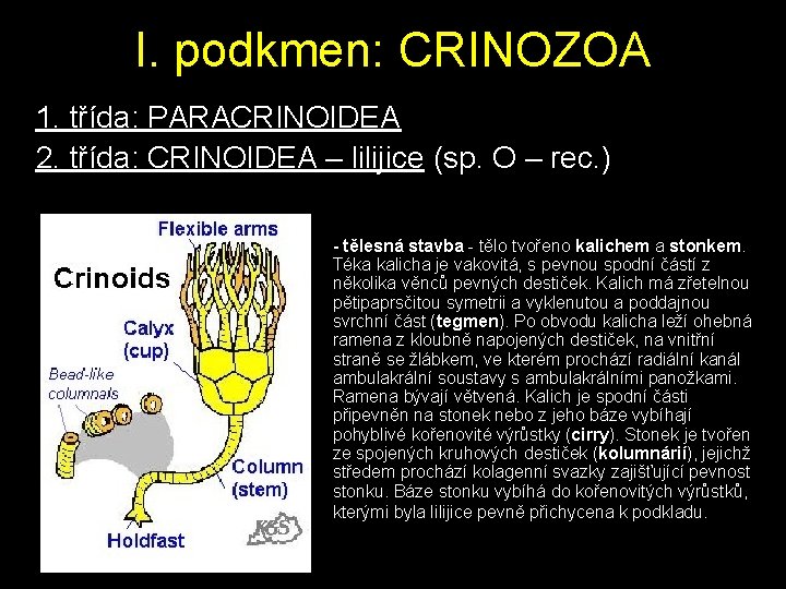 I. podkmen: CRINOZOA 1. třída: PARACRINOIDEA 2. třída: CRINOIDEA – lilijice (sp. O –