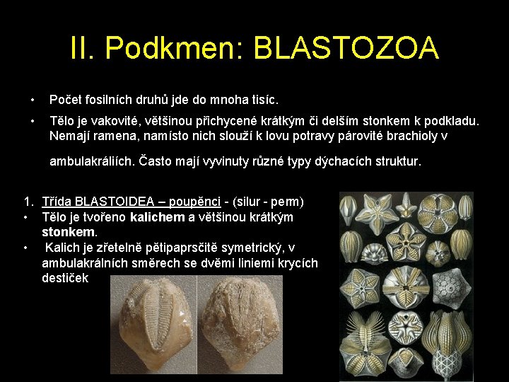 II. Podkmen: BLASTOZOA • Počet fosilních druhů jde do mnoha tisíc. • Tělo je