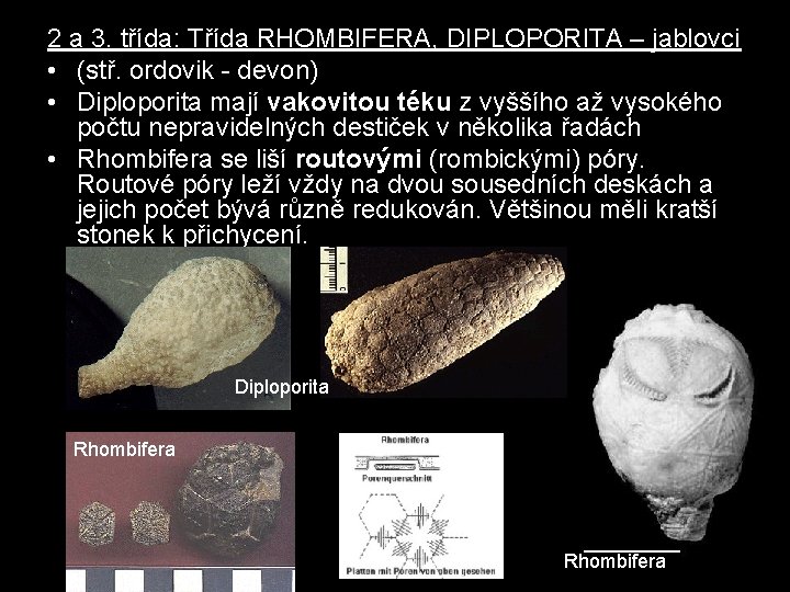 2 a 3. třída: Třída RHOMBIFERA, DIPLOPORITA – jablovci • (stř. ordovik - devon)