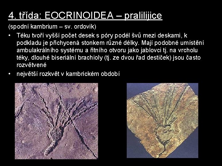 4. třída: EOCRINOIDEA – pralilijice (spodní kambrium – sv. ordovik) • Téku tvoří vyšší